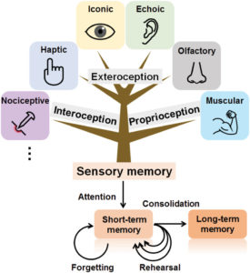 cognitive load - sensory memory