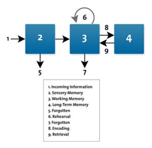 cognitive load theory