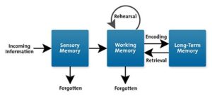 cognitive load theory - sensory input model