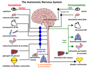 the autonomic nervous system and HRV