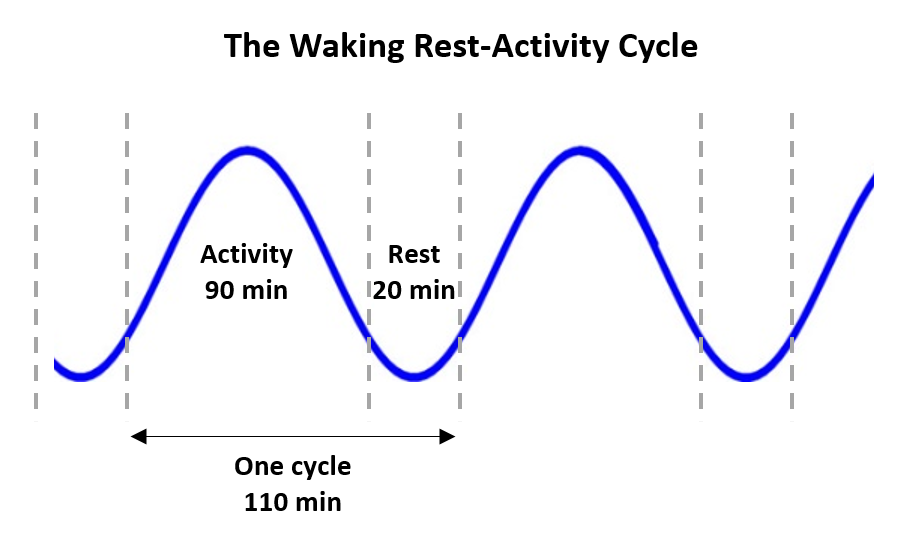 increase productivity -waking rest-activity cycle